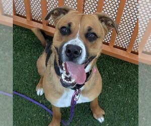 German Shepherd Dog-Unknown Mix Dogs for adoption in Las Vegas, NV, USA