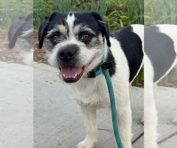 Medium Photo #2 Border Terrier-Unknown Mix Puppy For Sale in Newport Beach, CA, USA