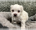 Puppy Bo Zuchon