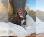 Small Photo #2 Australian Labradoodle Puppy For Sale in PEA RIDGE, AR, USA