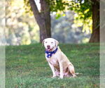 Small #15 Mutt