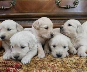 Golden Retriever Puppy for sale in SACRAMENTO, CA, USA