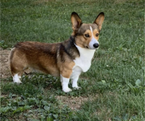 Father of the Pembroke Welsh Corgi puppies born on 09/13/2021