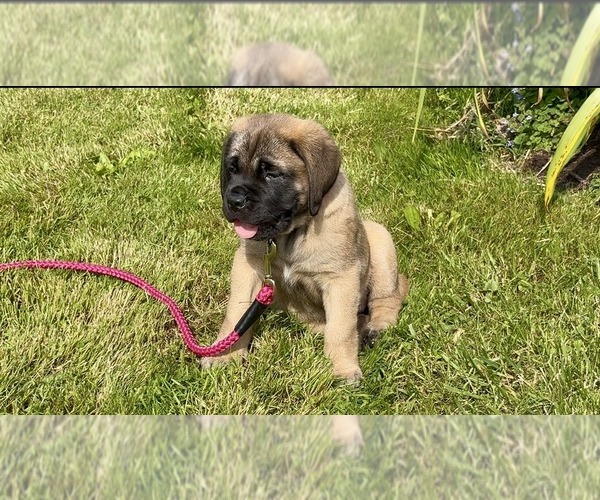Medium Photo #1 Mastiff Puppy For Sale in SIGEL, PA, USA