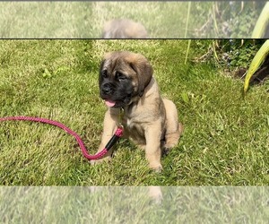Mastiff Puppy for sale in SIGEL, PA, USA