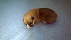 Small Photo #2 Pembroke Welsh Corgi Puppy For Sale in JURUPA VALLEY, CA, USA