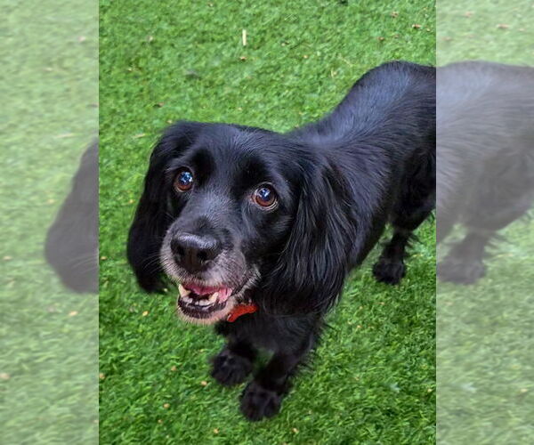 Medium Photo #4 Cocker Spaniel-Unknown Mix Puppy For Sale in San Diego, CA, USA