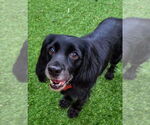 Small #3 Cocker Spaniel Mix