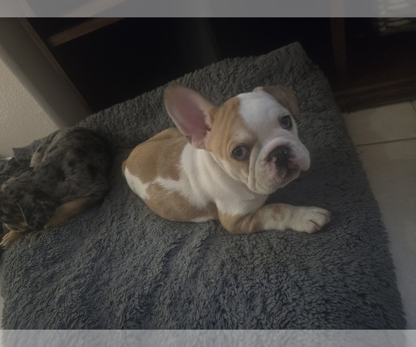Medium Photo #3 French Bulldog Puppy For Sale in CHINO HILLS, CA, USA