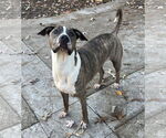 Small #11 Mutt