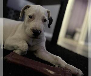Chinese Shar-Pei-Unknown Mix Dogs for adoption in San Antonio, TX, USA