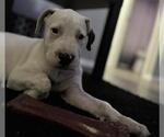 Small Chinese Shar-Pei Mix