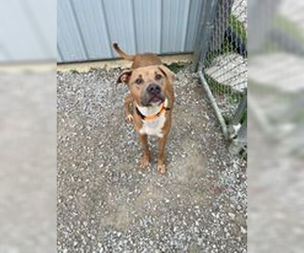 Medium Photo #1 Boxer-Unknown Mix Puppy For Sale in Evansville, IN, USA