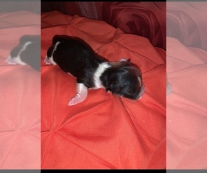 Morkie Puppy for sale in BALTIMORE, MD, USA