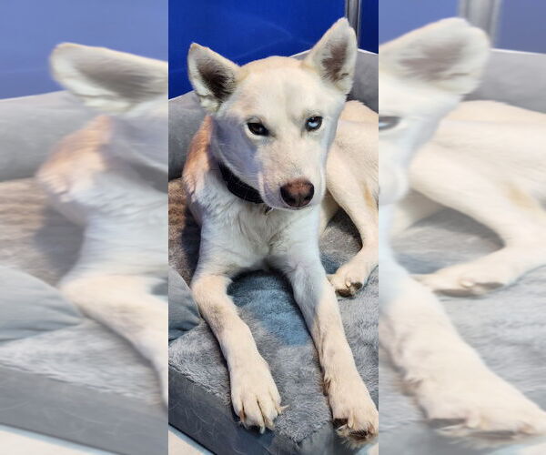 Medium Photo #1 - Mix Puppy For Sale in Walnutport, PA, USA