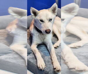 - Mix Dogs for adoption in Walnutport, PA, USA