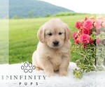 Small #3 Golden Retriever