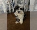 Small #33 Havanese