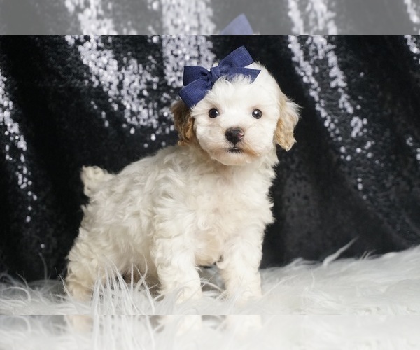 Medium Photo #107 Poodle (Toy) Puppy For Sale in WARSAW, IN, USA