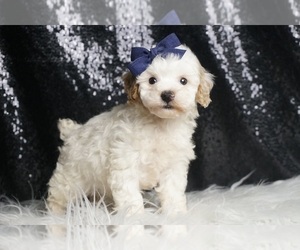 Medium Poodle (Toy)