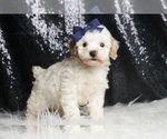 Puppy Nitro AKC Poodle (Toy)