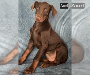 Doberman Pinscher Puppy for sale in POMEROY, OH, USA