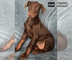 Image preview for Ad Listing. Nickname: Axel