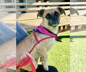 Puggle Dogs for adoption in Mission Viejo, CA, USA