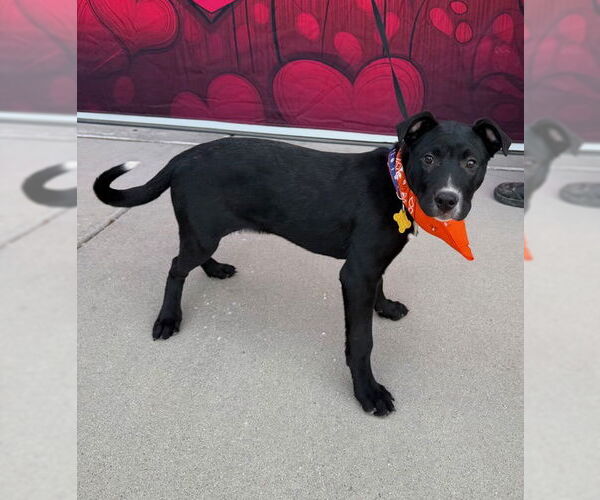 Medium Photo #3 Labrador Retriever-Unknown Mix Puppy For Sale in Sandy, UT, USA