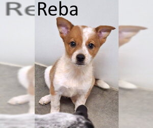 Red Heeler-Unknown Mix Dogs for adoption in Mountain View, AR, USA
