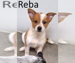 Small Red Heeler Mix