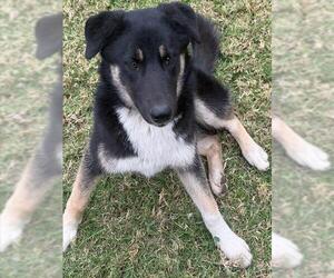 German Shepherd Dog Dogs for adoption in Riverside, CA, USA