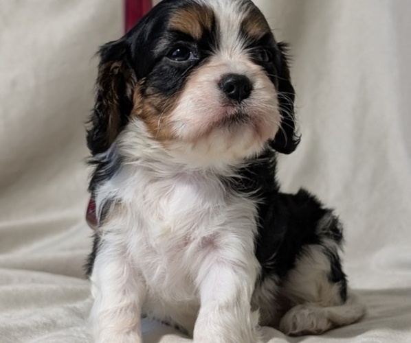 Medium Photo #36 Cavalier King Charles Spaniel Puppy For Sale in GOSHEN, IN, USA