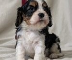 Small #10 Cavalier King Charles Spaniel