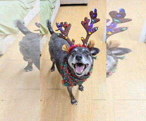 Ollie (Noah) Alabama - Male Beagle-Unknown Mix Dog for Adoption - Photo #12