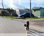 Small Staffordshire Bull Terrier Mix