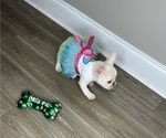 Small #3 French Bulldog