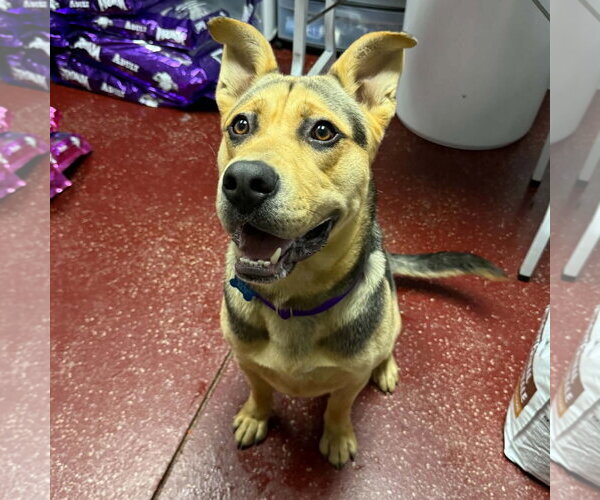 Medium Photo #10 Mutt Puppy For Sale in Fargo, ND, USA