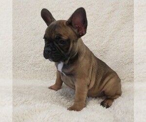 French Bulldog Puppy for sale in CHARLOTTE, NC, USA
