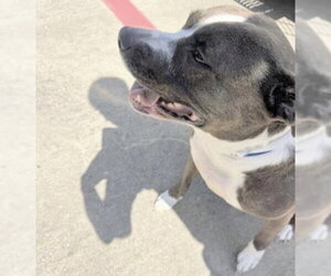 Mutt Dogs for adoption in Houston, TX, USA