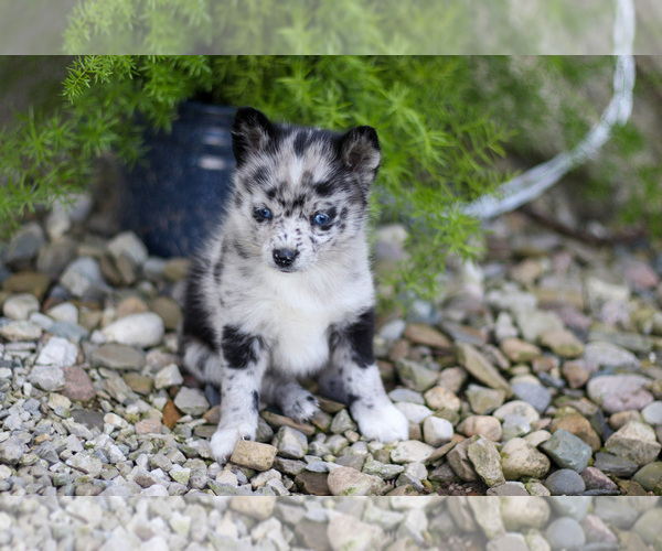 Medium Photo #2 Pomsky Puppy For Sale in GOSHEN, IN, USA
