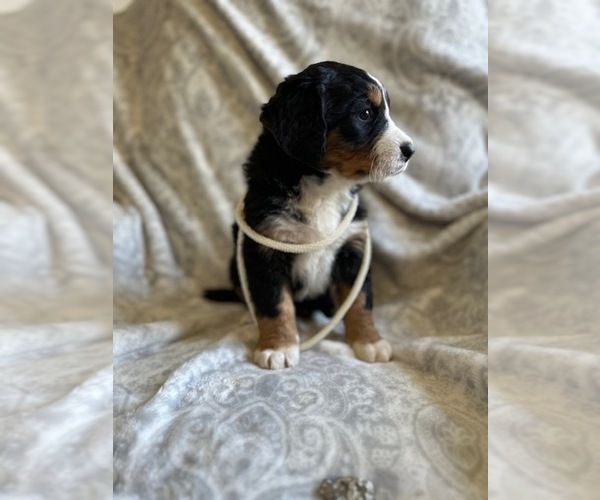 Medium Photo #2 Bernese Mountain Dog Puppy For Sale in MADILL, OK, USA