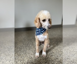 Father of the Aussiedoodle Miniature puppies born on 12/09/2025