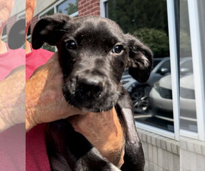 German Shorthaired Pointer-Mountain Cur Mix Dogs for adoption in Holly Springs, NC, USA