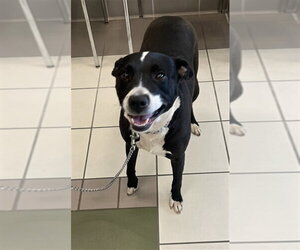 American Pit Bull Terrier-Unknown Mix Dogs for adoption in Derwood, MD, USA