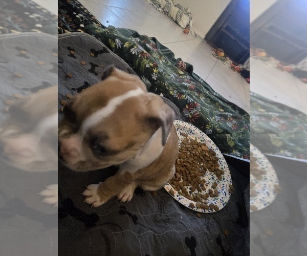 Medium Photo #5 French Bulldog Puppy For Sale in CHINO HILLS, CA, USA