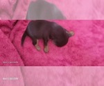 Small Photo #370 Yorkshire Terrier Puppy For Sale in AKRON, OH, USA