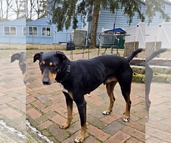 Medium Photo #13 Mutt Puppy For Sale in Mount Laurel, NJ, USA