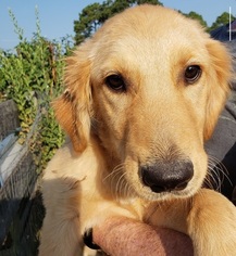 Golden Retriever Puppy for sale in TYLER, TX, USA