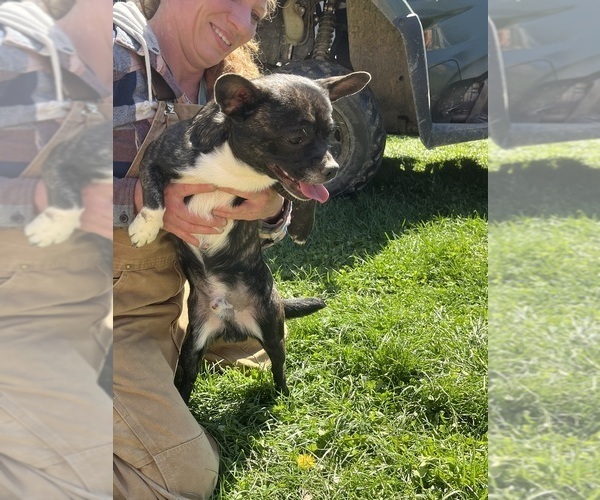 Medium Photo #4 French Bullhuahua Puppy For Sale in SPRAGGS, PA, USA